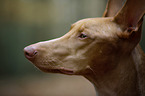 Pharaoh Hound Portrait