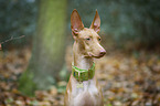 Pharaoh Hound Portrait