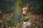 Pharaoh Hound Portrait