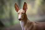 Pharaoh Hound Portrait