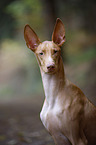 Pharaoh Hound Portrait