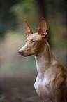 Pharaoh Hound Portrait