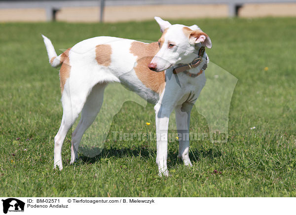 Podenco Andaluz / BM-02571