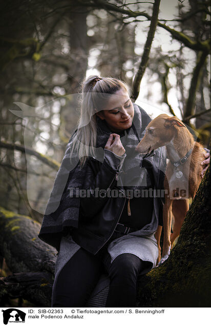 Podenco Andaluz R�de / male Podenco Andaluz / SIB-02363