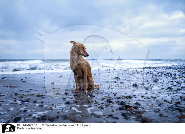 Podenco Andaluz / Podenco Andaluz / AH-07167