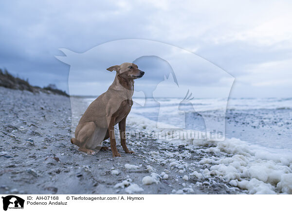 Podenco Andaluz / AH-07168