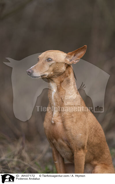 Podenco Andaluz / Podenco Andaluz / AH-07172