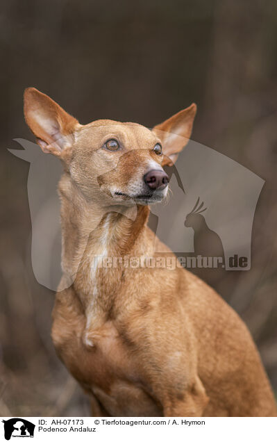 Podenco Andaluz / Podenco Andaluz / AH-07173