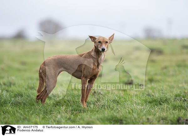 Podenco Andaluz / Podenco Andaluz / AH-07175