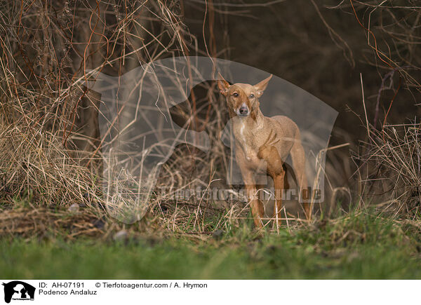 Podenco Andaluz / AH-07191