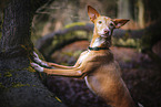 male Podenco Andaluz