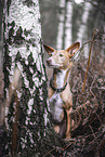 male Podenco Andaluz