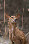 Podenco Andaluz