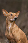 Podenco Andaluz