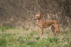 Podenco Andaluz