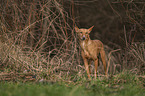 Podenco Andaluz