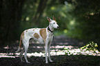 Podenco Andaluz