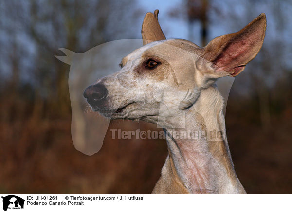 Podenco Canario Portrait / Podenco Canario Portrait / JH-01261