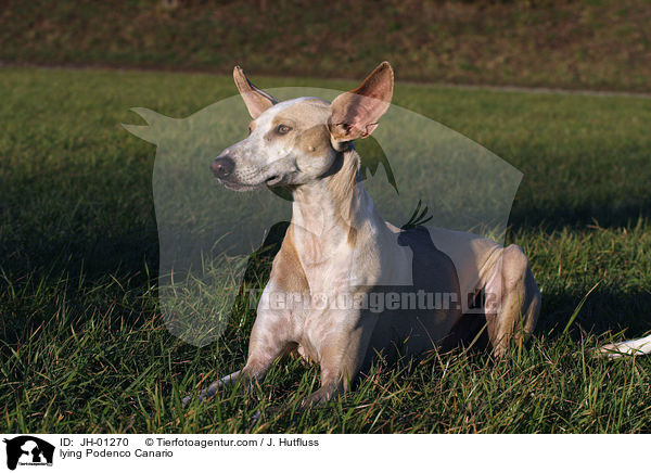 liegender Podenco Canario / lying Podenco Canario / JH-01270