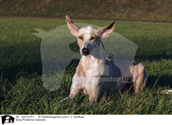 lying Podenco Canario / JH-01271