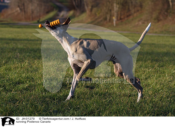 rennender Podenco Canario / running Podenco Canario / JH-01279