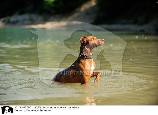 Podenco Canario in the water / YJ-07596