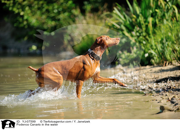 Podenco Canario in the water / YJ-07599