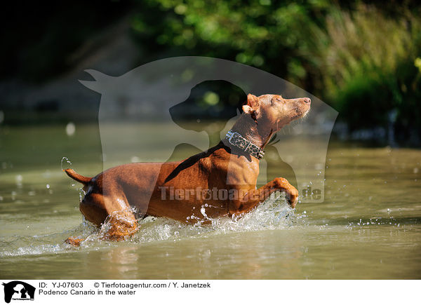 Podenco Canario im Wasser / Podenco Canario in the water / YJ-07603