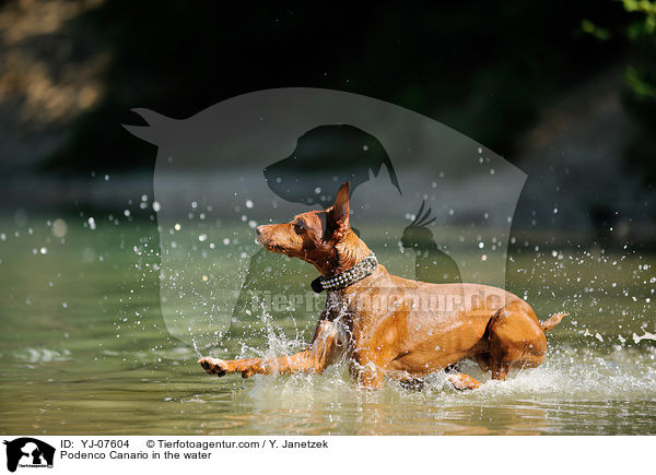 Podenco Canario in the water / YJ-07604