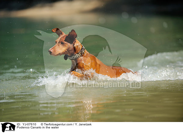 Podenco Canario in the water / YJ-07610