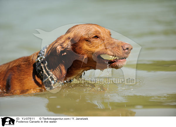 Podenco Canario in the water / YJ-07611