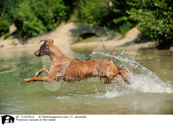 Podenco Canario in the water / YJ-07612