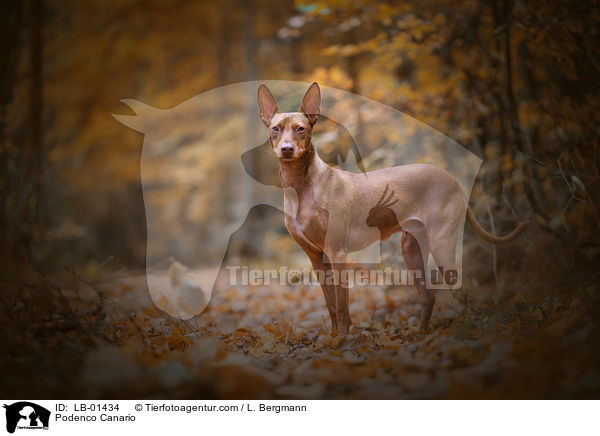 Podenco Canario / Podenco Canario / LB-01434