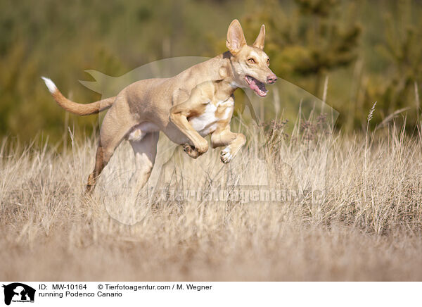 rennender Podenco Canario / running Podenco Canario / MW-10164