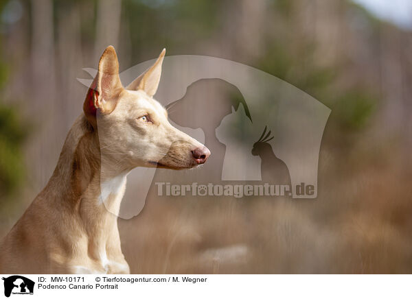 Podenco Canario Portrait / Podenco Canario Portrait / MW-10171