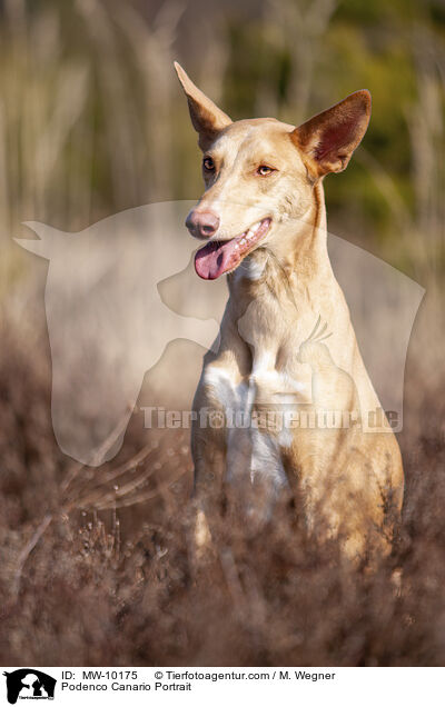 Podenco Canario Portrait / Podenco Canario Portrait / MW-10175