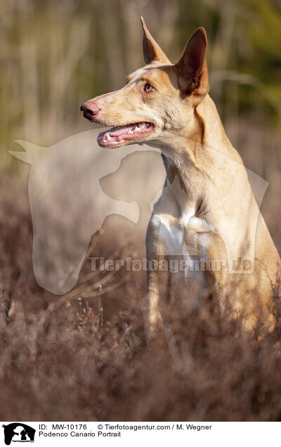 Podenco Canario Portrait / Podenco Canario Portrait / MW-10176