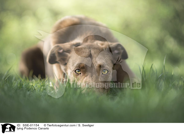 liegender Podenco Canario / lying Podenco Canario / SSE-01154
