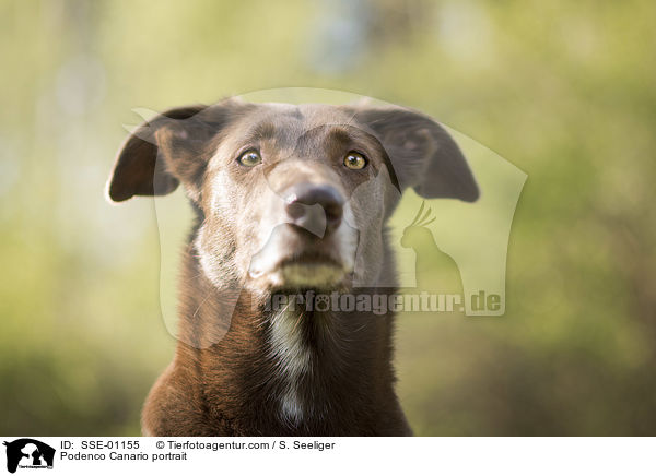 Podenco Canario Portrait / Podenco Canario portrait / SSE-01155