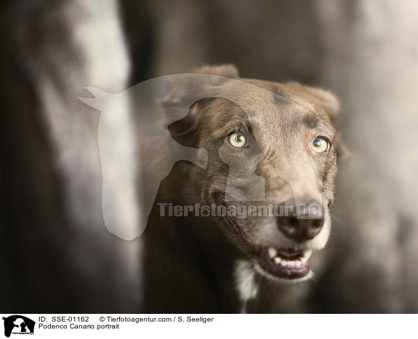 Podenco Canario Portrait / Podenco Canario portrait / SSE-01162