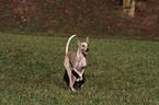 running Podenco Canario