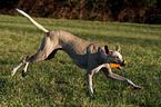 running Podenco Canario