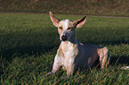 lying Podenco Canario