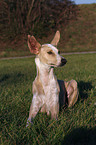 lying Podenco Canario