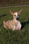 lying Podenco Canario