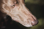 Podenco Canario portrait