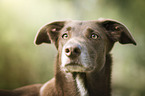 Podenco Canario portrait