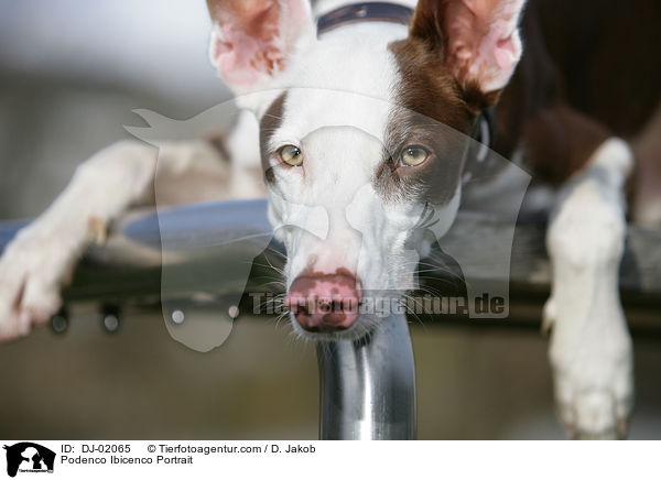 Podenco Ibicenco Portrait / Podenco Ibicenco Portrait / DJ-02065