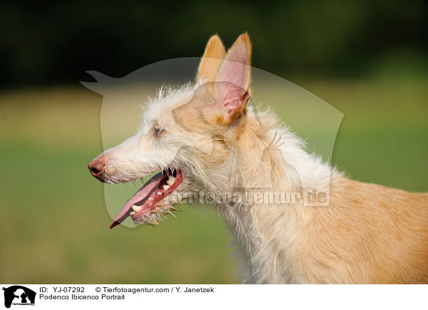 Podenco Ibicenco Portrait / Podenco Ibicenco Portrait / YJ-07292