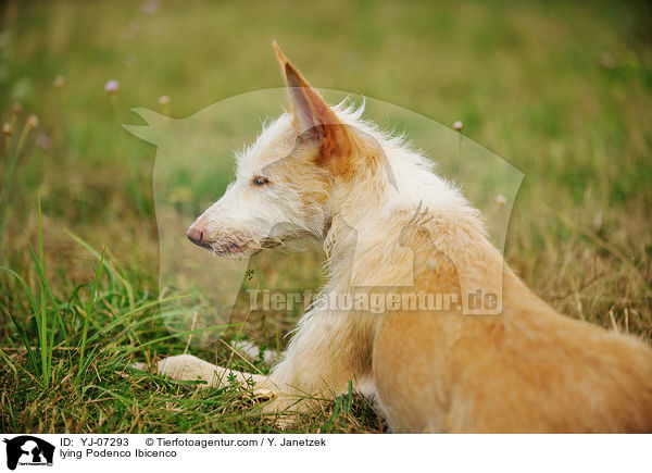 liegender Podenco Ibicenco / lying Podenco Ibicenco / YJ-07293